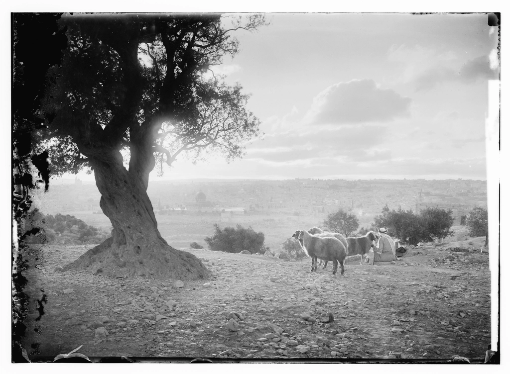 Sheep tree Mt. Olives--city bg
